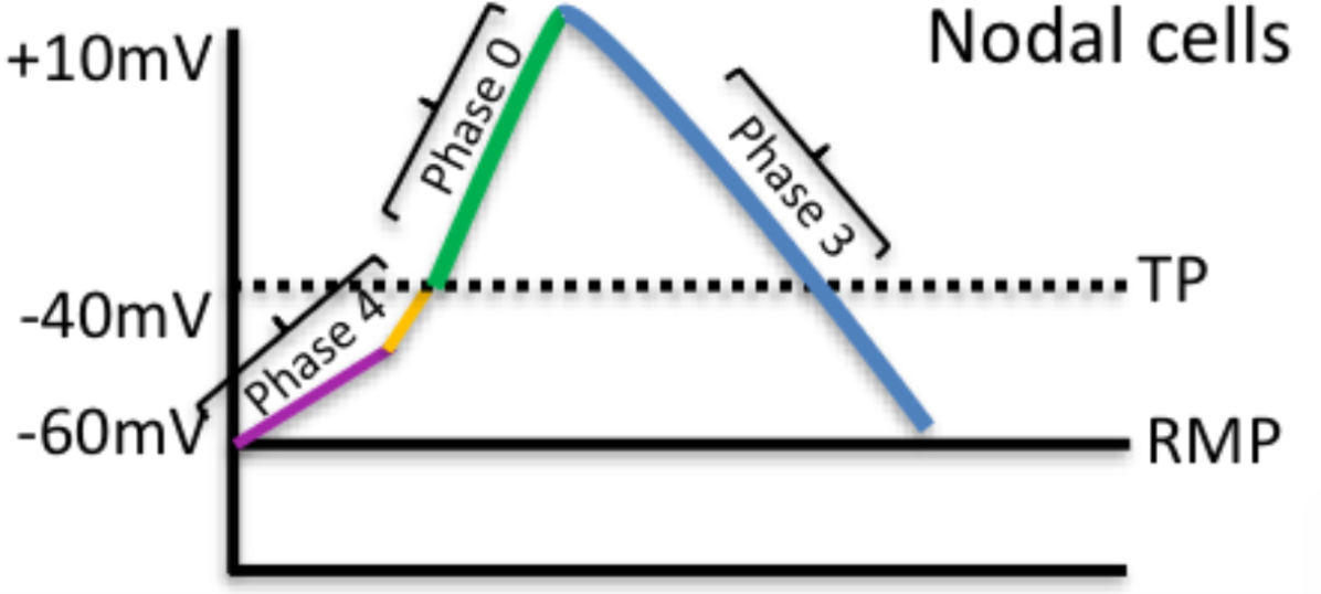 <ol><li><p>Phase 4(diastole): funny Na+ channels open + T type Ca2+ channels open → reaches threshold (-40mV)</p></li><li><p>Phase 0 (upstroke): L-type Ca2+ channels open → +10mV → Ions move to contractile cells via gap junctions</p></li><li><p>Phase 3 (final repolarisation): L-type Ca2+ channels inactivate. K</p></li><li><p>+ channels activate and K+ leaves the cell → cell depolarises</p></li></ol><p></p>