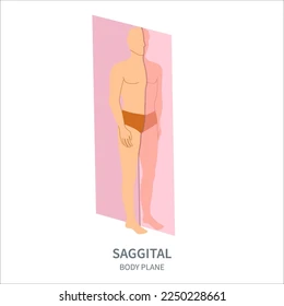 <p>Through the midline</p>