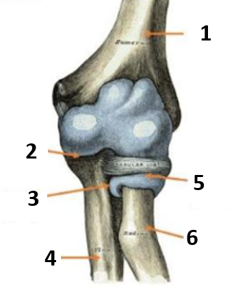 <p>What joint is number 3 in the picture</p>