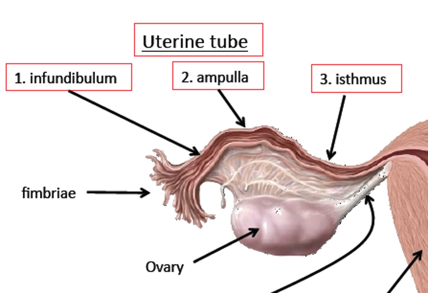 <p>Uterine tubes</p><p>-transport oocyte or zygote from the ovaries to the uterus</p><p>Infundibulum</p><p>-expanded ovarian end of the uterine tube</p><p>Fimbriae</p><p>-thin processes that surround the openings of the infundibulum into the ovaries</p><p>Ampulla</p><p>-widest, longest segment of the uterine tube where fertilization takes place</p><p>muscular contraction and cilia propel the oocyte through the uterine tube </p>