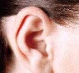 <p>ear</p>