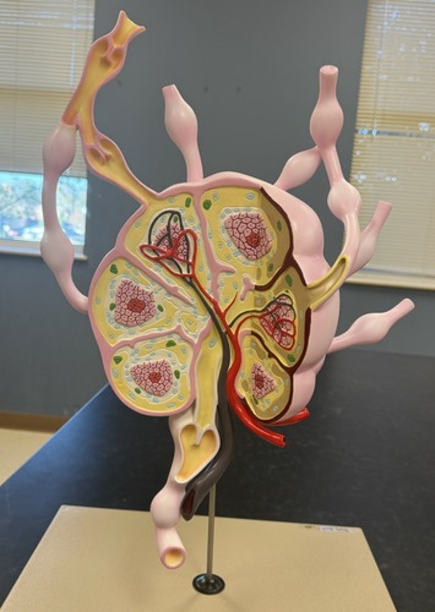 <p>entire structure</p>