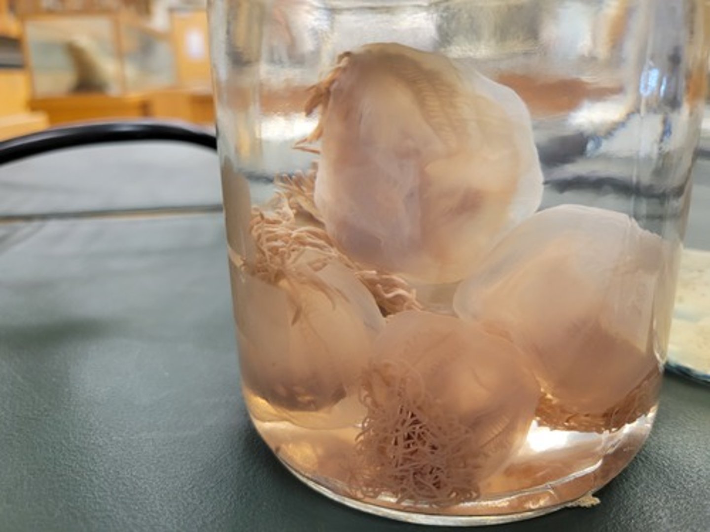 <p>Identify Taxonomy</p>