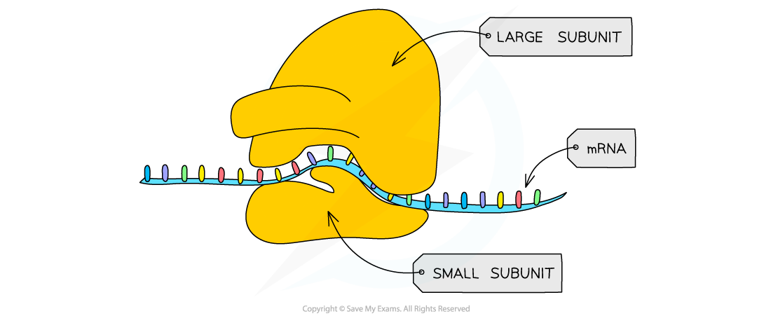 <p><mark data-color="yellow">Ribosomes</mark></p>