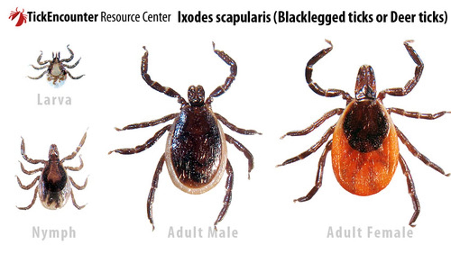 <p>Borrelia burgdorferi transmitted via Ixodes tick</p>