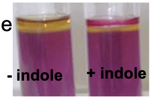 <p><span style="color: #070000">can be detected by adding 4-5 drops of Kovac’s reagent to MIO agar medium.</span><span style="color: #070000"><br>^</span><span>Rosindole dye</span></p><p><span style="color: #070000">*</span><span style="color: #070000">M=motility I=indole O=ornithine decarboxylase</span></p><p><span style="color: #050000">-Motility will be detectable as diffuse growth radiating from the stab line. Semi-solid agar deep</span></p><p><span style="color: #000000">*formation of a red ring on the surface of the medium indicates (+) result for indole production</span></p>