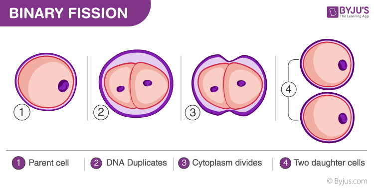 <ul><li><p>asexual reproduction by a separation of the body into two new bodies</p><ul><li><p>how cells “reproduce”</p></li></ul></li></ul>