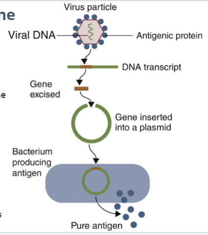 <p>Which category of vaccine does this image represent? </p>