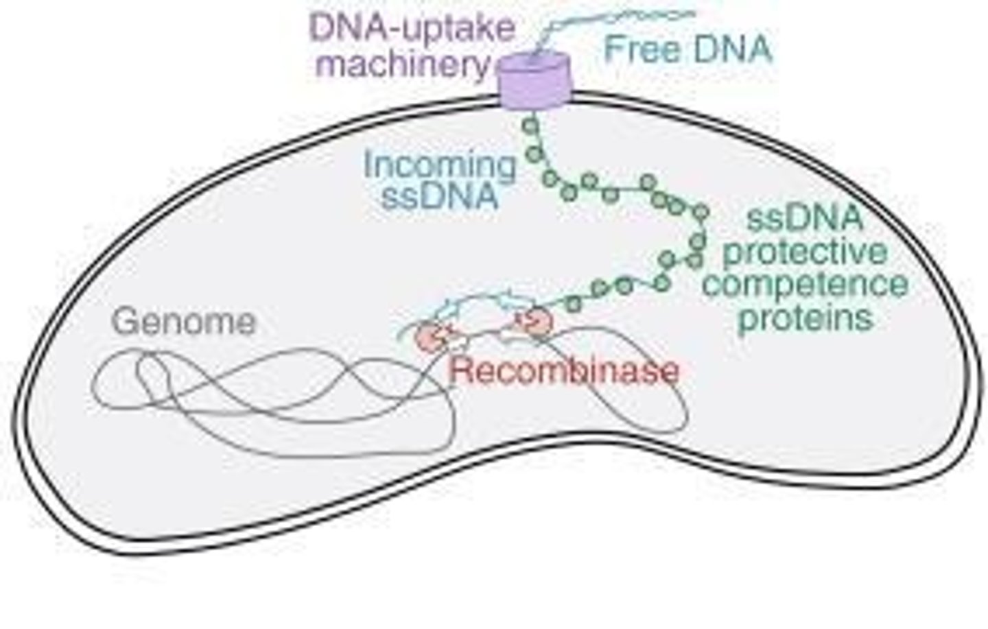 <p>The uptake, integration, and functional expression of naked fragments of extracellular DNA.</p>