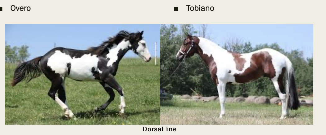 <p>Overo is mostly what and the tobiano is mostly what?</p>