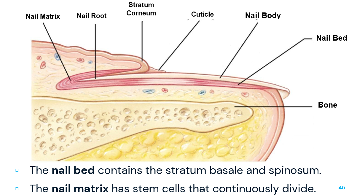 <p>has stem cells that continuously divide</p>