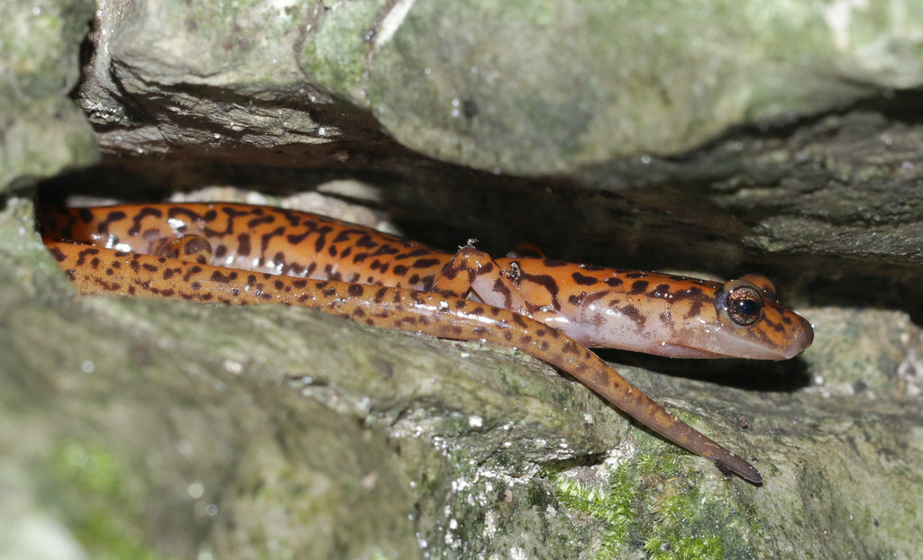 Plethodontidae - Eurycea lucifuga