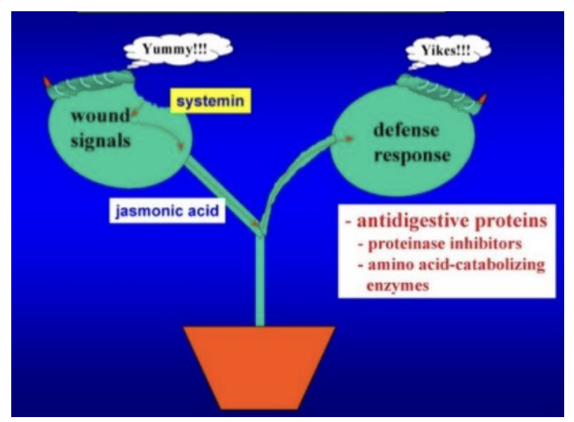 <ul><li><p>Can detect leaf volatiles in response to chemicals secreted </p><ul><li><p>e.g aphids or  insect eggs</p></li></ul></li><li><p>Other plants can sense eaf volatiles→ prepare themselve to resist attack</p><ul><li><p>e.g producing toxins</p></li></ul></li></ul><p></p>