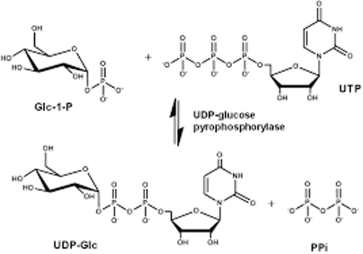 <p>(B) Glucose needs to be activated by coupling to UTP.</p><p>UDP is used for coupling, not UTP.</p>