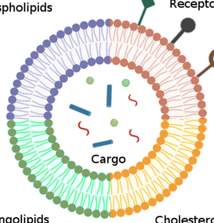 <p>the stuff its transporting is actually in the middle, so its non polar there</p>