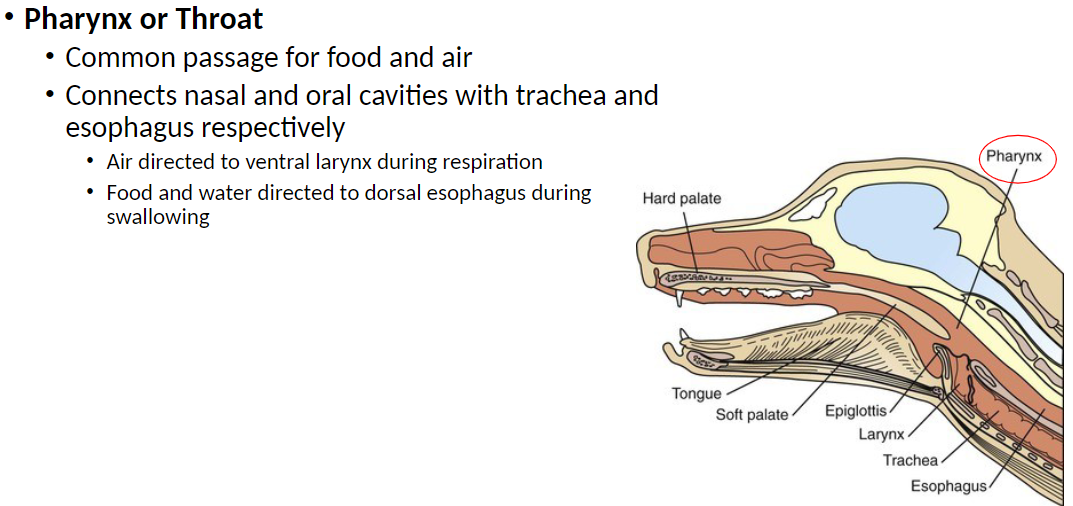 <p><strong>Pharynx</strong>: Common passage for food and air<br> Connects the nasal and oral cavities with the trachea (airway) and esophagus respectively<br> During respiration, air is directed to the ventral (front) larynx<br> During swallowing, food and water are directed to the dorsal (back) esophagus</p>