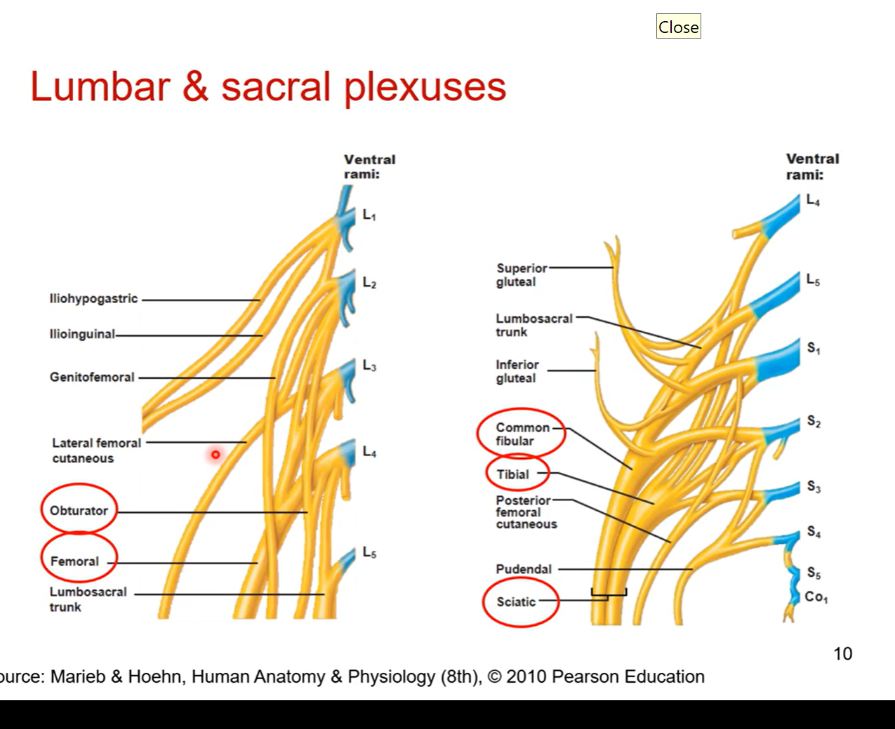 <p>Lower extremities- Lumbar and sacral plexuses </p>