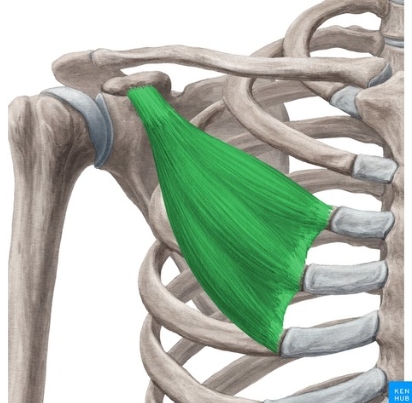 <p>skaji i brendshem: ne faqen e jashtme te brinjes se 3,4,5</p><p>skaji i brendshem: ne processus coracoideus scapulae</p>