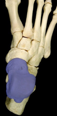 <p>posterior end; more superior; tibia sits on it</p>