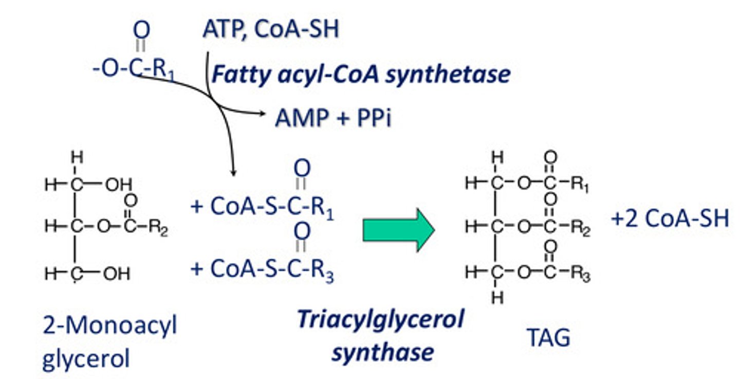 <p>1. Fatty acyl-CoA synthetase<br>2. Triacylglycerol synthase</p>