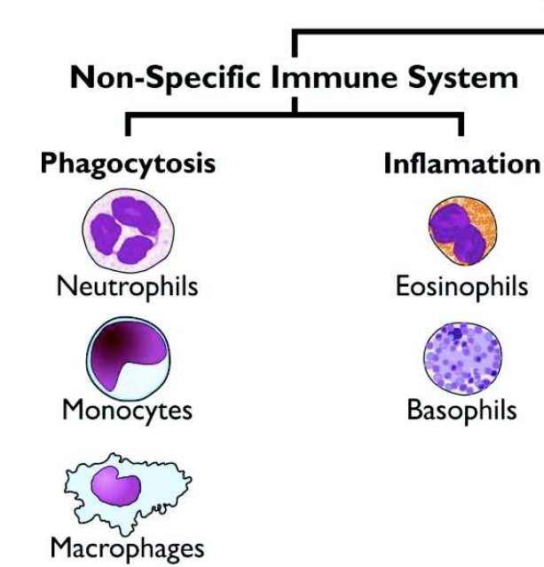 <p><strong><u>Phagocytosis:</u></strong></p><ul><li><p>neutrophils</p></li><li><p>monocytes</p></li><li><p>macrophages</p></li></ul><p><strong><u>Inflammation:</u></strong></p><ul><li><p>eosinophils</p></li><li><p>basophils</p></li></ul><p></p>