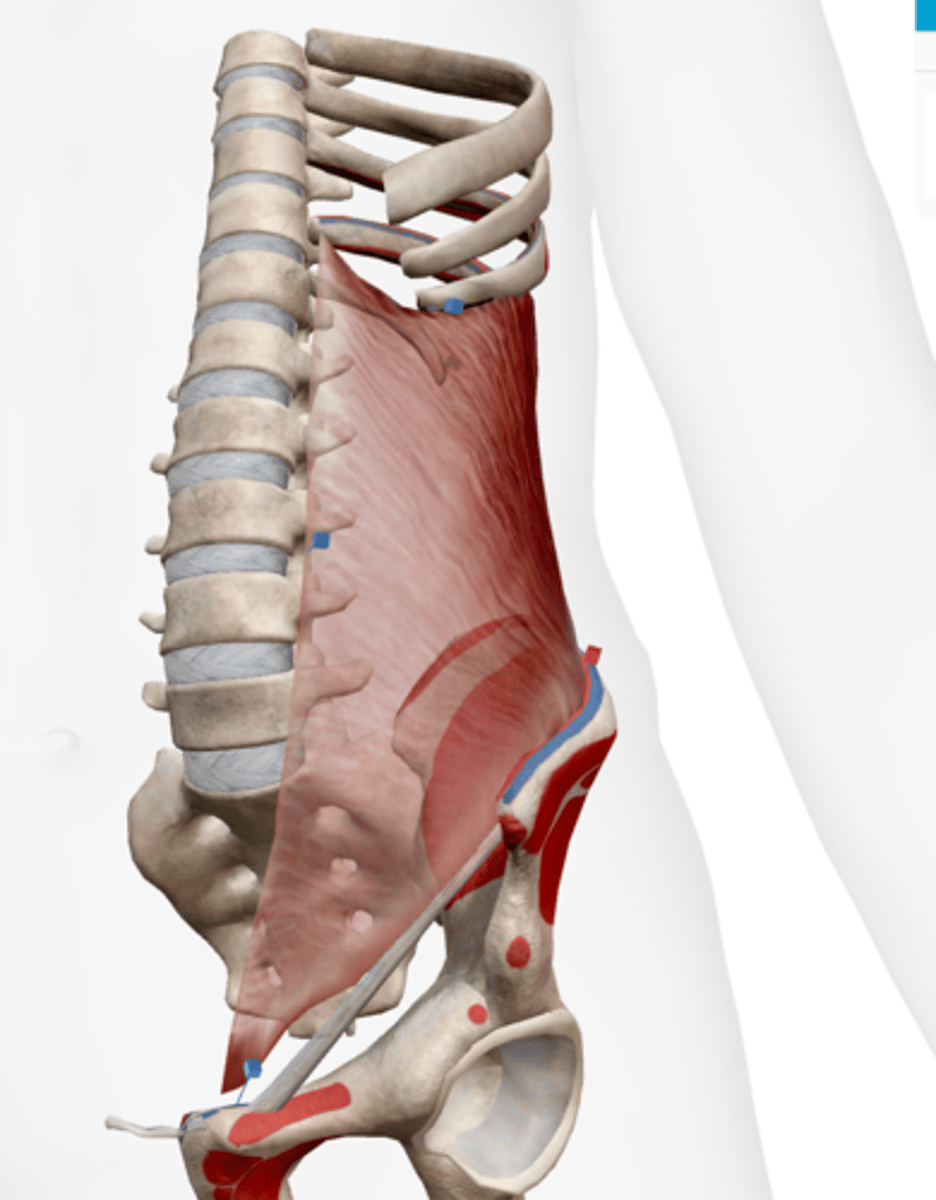 <p>iliac crest, inguinal ligament, and thoracolumbar fascia</p>