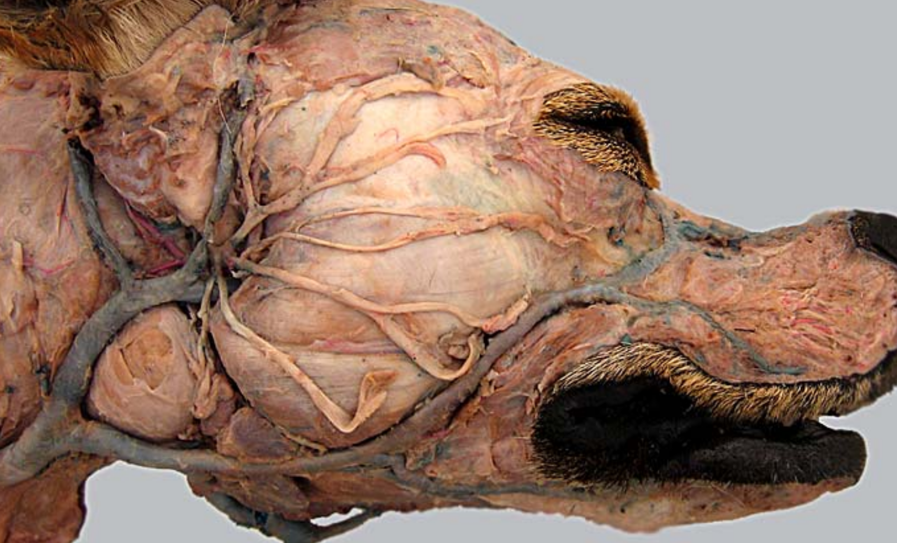 <ol><li><p>external jugular vein: splits into maxillary &amp; linguofacial, caudal to mandibular saliv gland </p></li><li><p>maxillary vein</p></li><li><p>linguofacial vein</p></li></ol><p></p>