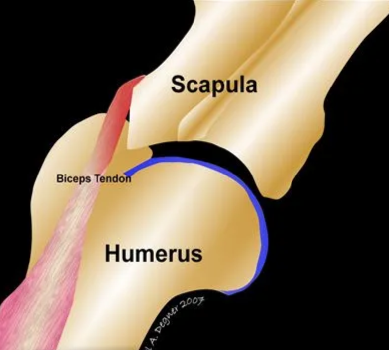 <p>Crucial, fibrous connective tissues that connect muscles to bones facilitating movement and absorbing forces. Composed primarily of collagen fibers and designed to transmit muscle forces to bones enabling locomotion and providing some protection to muscles against trauma</p>