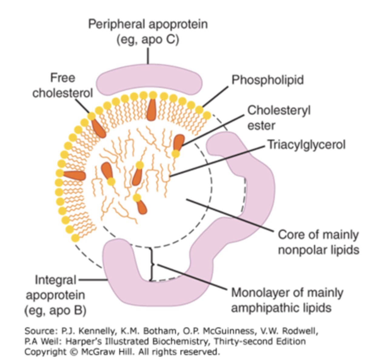 <p>Apoproteins, phospholipids, cholesterol, and triacylglycerol</p>