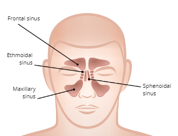 SInuses