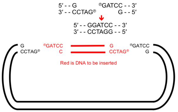 <p>→ set of lab techniques that allow us to insert a fragment of foreign DNA into a vector to create RECOMBINANT DNA that is capable of replicating </p><p>Types of vectors:</p><ul><li><p>plasmid - cloning of small fragments</p></li><li><p>Yeast artificial chromosome - large fragments</p></li></ul><p>Strands joined together by DNA ligaments to form phosphodiester bonds</p><p></p>