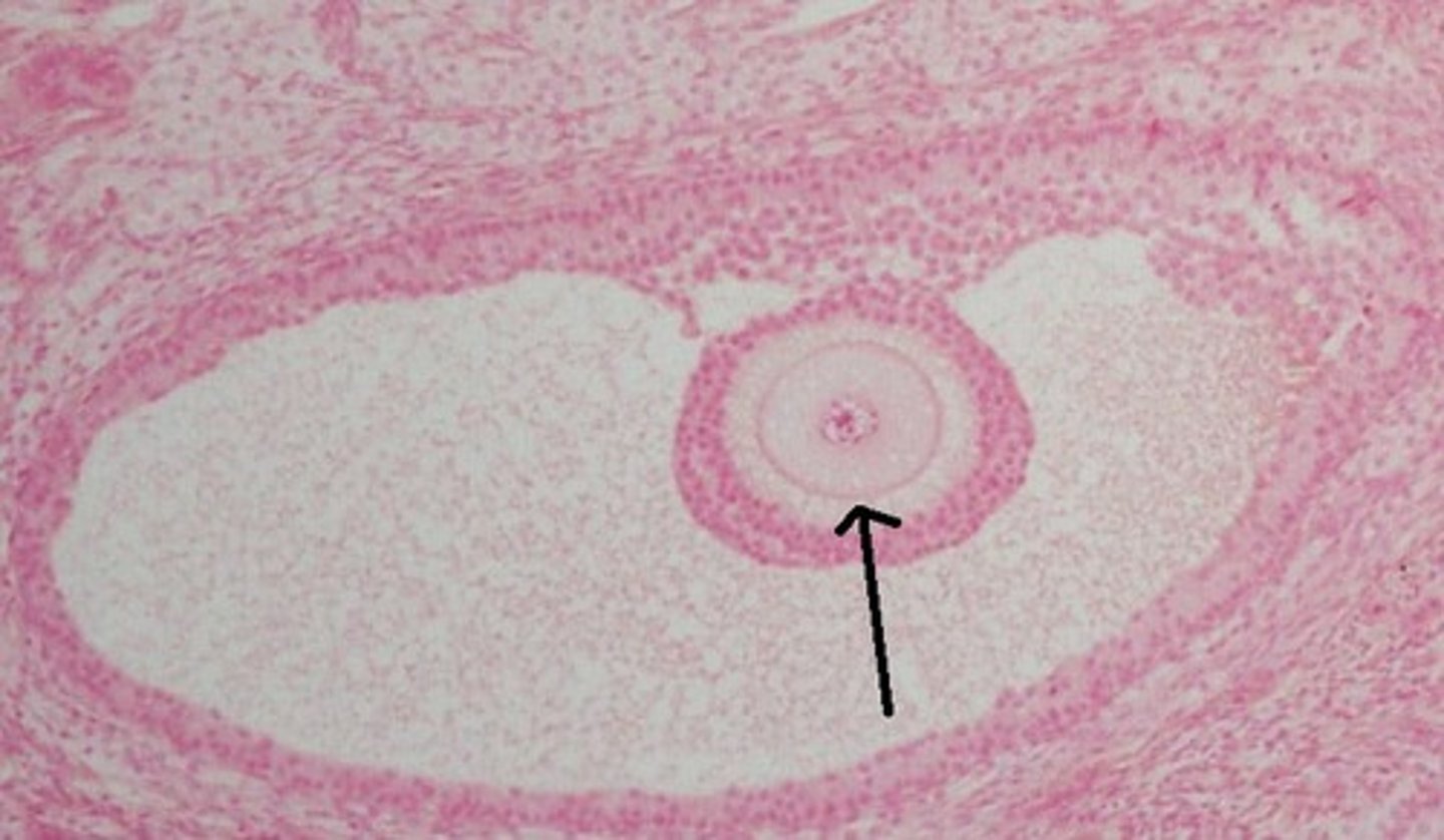 <p>A glycoprotein coat just outside of the primary oocyte forms - maturing them into secondary oocytes (1n2c) - These are secondary follicles</p>