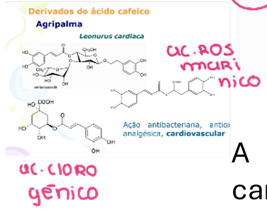 <ul><li><p>agripalma</p></li><li><p>formada por um diósido e pelo 3,4-dihidroxifeniletanol</p></li><li><p>agripalma tem ação antibacteriana, antioxidante, anti-inflamatória, analgésica e cardiovascular. É utilizada no alívio dos sintomas de tensão nervosa e no alívio de manifestações cardíacas semelhantes a palpitações</p></li></ul><p></p>