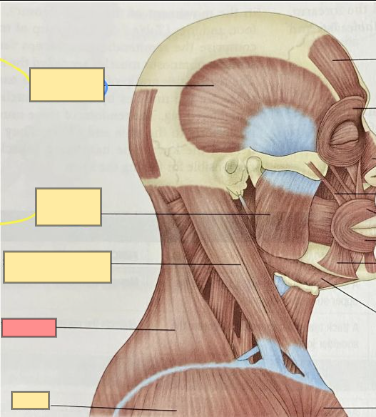 <p>moves the shoulder</p><p>extends the head </p>