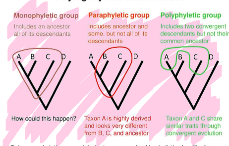 <p>a group that does not include the common ancestry or that includes descendant of more than one ancestry </p>