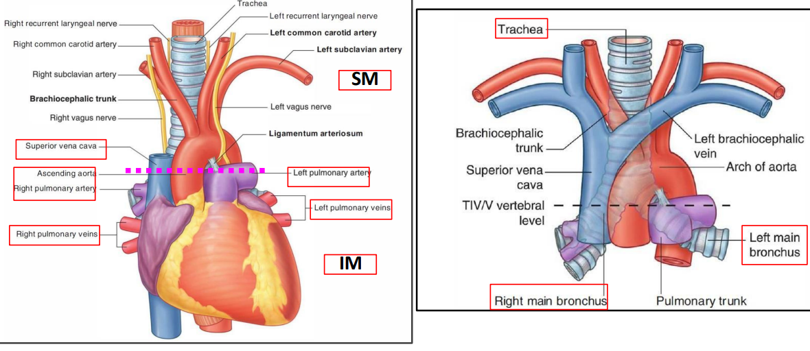 <ul><li><p>heart enclosed in the pericardium</p></li><li><p>nerves</p><ul><li><p>phrenic</p></li><li><p>deep cardiac plexus</p></li></ul></li><li><p>lymph nodes (tracheobronchial nodes)</p></li><li><p>arteries</p><ul><li><p>ascending aorta and pulmonary trunk dividing into right and left pulmonary arteries</p></li></ul></li><li><p>veins</p><ul><li><p>lower part of the superior vena cava</p></li><li><p>arch of azygos</p></li><li><p>4 pulmonary veins</p></li></ul></li><li><p>tubes</p><ul><li><p>bifurcation of trachea</p></li></ul></li></ul><p></p>