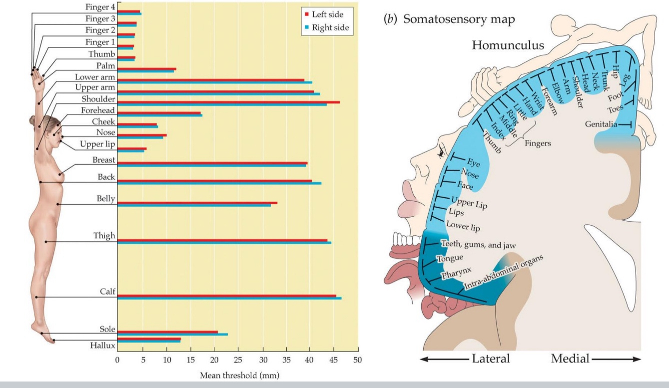 <ul><li><p>Fingers have lower thresholds than thigh</p><ul><li><p>You can detect&nbsp;<strong>two separate touches</strong>&nbsp;at a much&nbsp;<strong>smaller distance</strong>&nbsp;on your&nbsp;<strong>fingers</strong>&nbsp;than on your&nbsp;<strong>thigh</strong>.</p></li></ul></li></ul><p></p>