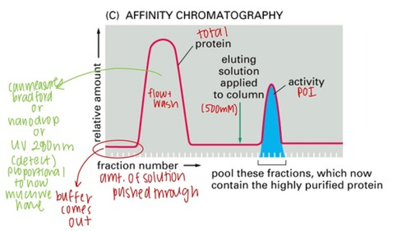 <p>- earlier fractions before an eluting solution is added are discarded because they don't have high affinity for the ligand in the column</p><p>- once eluting solution is added, all fractions collected with the protein are pooled and contain the highly purified protein</p><p>- we cannot guarantee that all the proteins are in fact the protein of interest because the same ligand can have high affinity for multiple proteins</p>