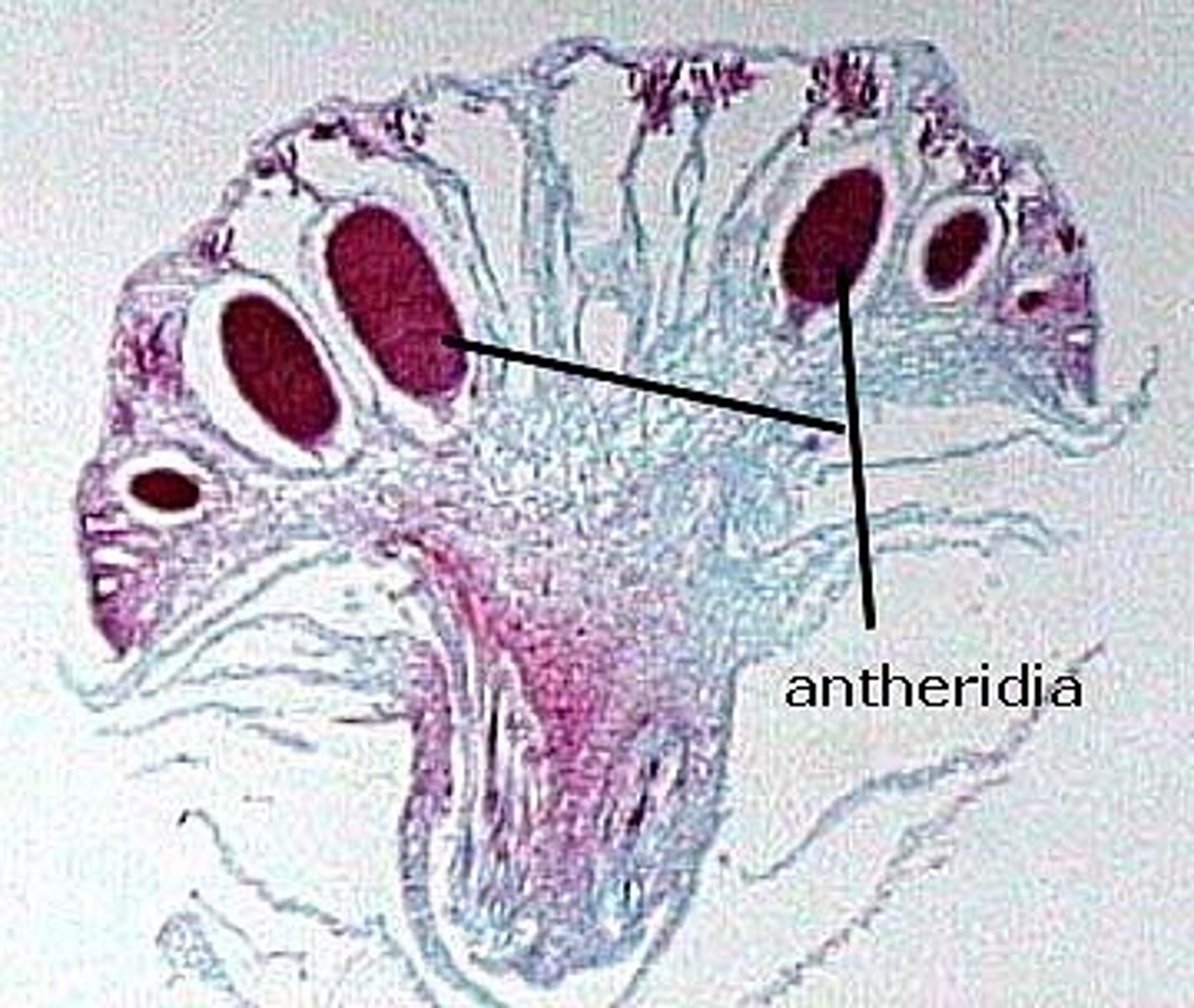 <p>antheridia</p>
