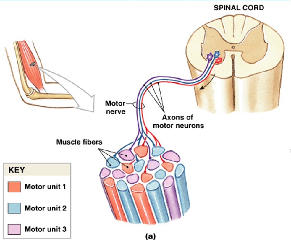 <p>What part in the skeletal muscle is:</p><ul><li><p>Contain hundreds of muscle fibers</p></li><li><p>Contract at the same time</p></li><li><p>Controlled by a single motor neuron</p></li></ul><p></p>