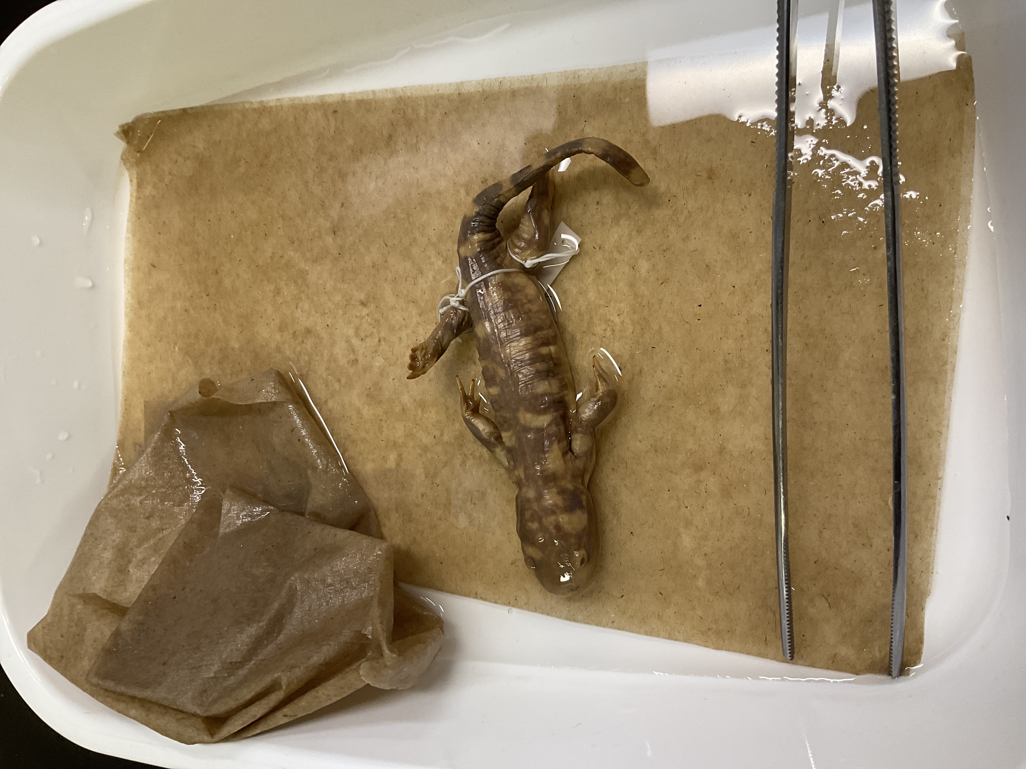 <p>Family and species</p>