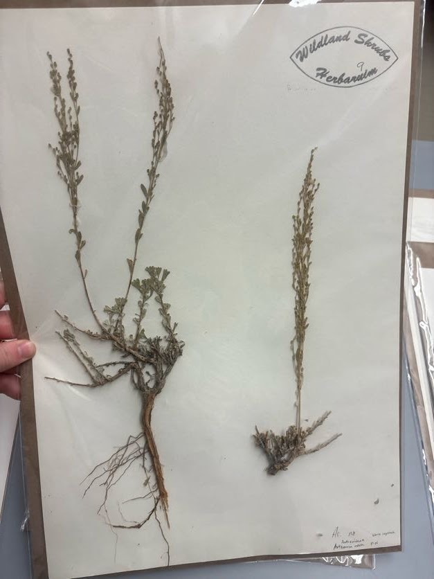 <p>3 lobed , inflorescene / flowers above leaves, black glands at the tip of the lobes </p>