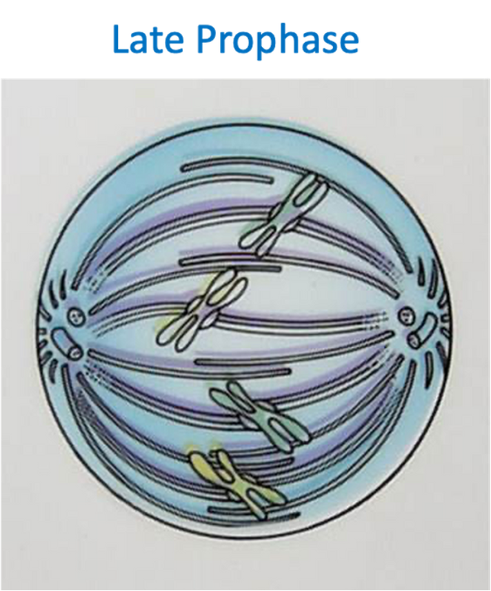 <p><span>•Centrioles migrate to the poles of the cell and produce spindle fibres.</span></p><p><span>•Nuclear membrane breaks down.</span></p><p><span>•Chromosomes condense and become visible in the cytoplasm of the cell.</span></p><p><span>•Chromosomes begin migrating to the equator of the cell.</span></p>