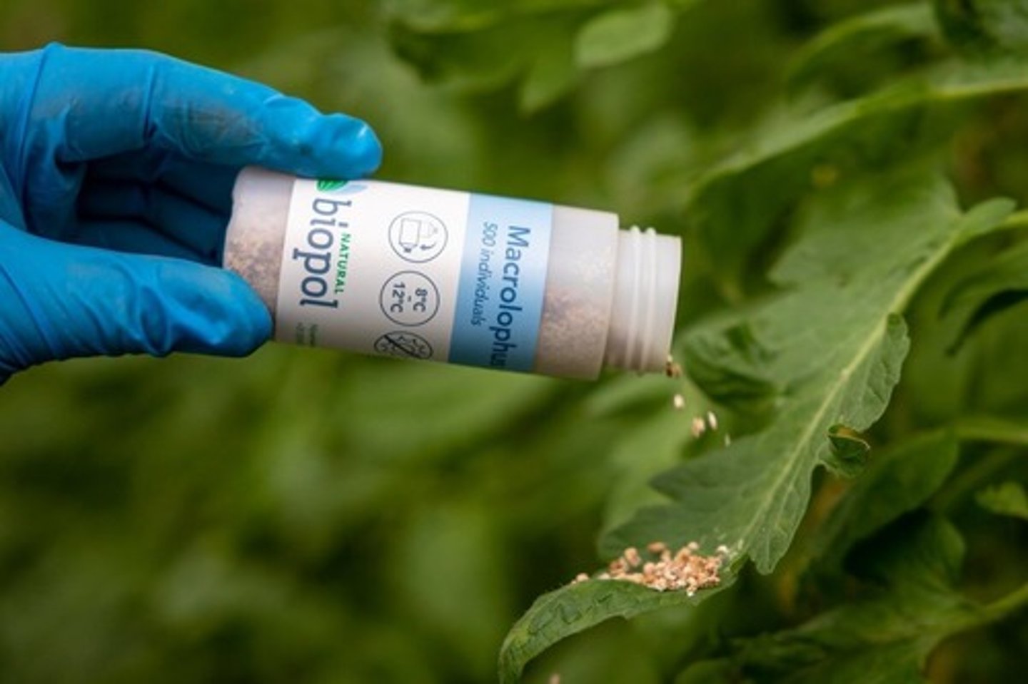 <p>Type: Natural bio-polymer</p><p>Made From: Bacteria grown in cultures</p><p>Uses: 1% additive to thermoplastics for degradation</p>