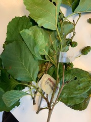Alnus glutinosa