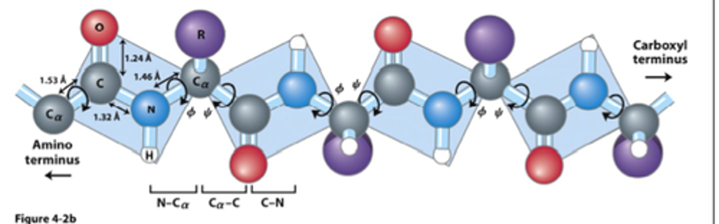 <p>- central carbon connected to amino/carboxylic group have very flexible bonds</p><p>- bonds between the 2 amino acids are very rigid</p><p>- covalent peptide bond is rigid = similar to double bond</p><p>- single bonds on either side of the alpha carbon are flexible + rotate to allow for folding of polypeptide into final protein conformation</p>