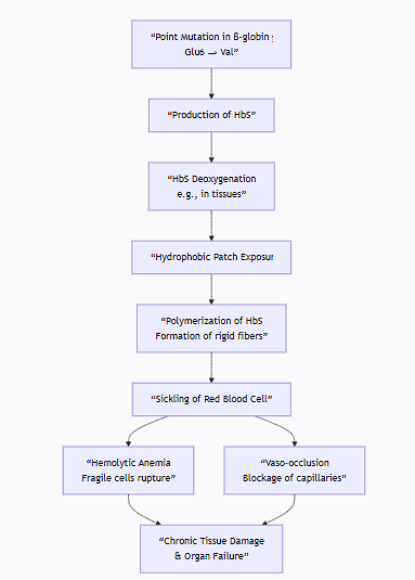 <p>Sickle cell anemia and thalassemias are both inherited genetic disorders affecting hemoglobin, but they have fundamentally different mechanisms. Sickle cell is a <strong>qualitative disorder</strong> (the hemoglobin molecule is structurally abnormal), while thalassemia is a <strong>quantitative disorder</strong> (the production of normal hemoglobin is reduced).</p><div data-type="horizontalRule"><hr></div><p>1. Sickle Cell Anemia</p><p class="ds-markdown-paragraph">Sickle cell anemia is a <strong>hemoglobinopathy</strong> caused by a single point mutation in the gene encoding the β-globin chain.</p><p>A. Molecular Mechanism: The Glutamic Acid to Valine Swap</p><ul><li><p class="ds-markdown-paragraph"><strong>Genetic Defect:</strong> A single nucleotide substitution (A → T) in the 6th codon of the β-globin gene.</p></li><li><p class="ds-markdown-paragraph"><strong>Amino Acid Change:</strong> This changes the codon from GAG (which codes for <strong>glutamic acid</strong>) to GUG (which codes for <strong>valine</strong>).</p></li><li><p class="ds-markdown-paragraph"><strong>Resulting Hemoglobin:</strong> The abnormal hemoglobin is called <strong>Hemoglobin S (HbS)</strong>.</p></li></ul><p>B. Pathophysiological Mechanism: Polymerization and Sickling</p><p class="ds-markdown-paragraph">The replacement of a charged, hydrophilic amino acid (glutamate) with a non-polar, hydrophobic one (valine) has catastrophic consequences:</p><ol><li><p class="ds-markdown-paragraph"><strong>Deoxygenation and Hydrophobic Patch Exposure:</strong> When HbS releases oxygen, the valine at position 6 on the β-chain creates a hydrophobic "sticky patch" on the surface of the molecule.</p></li><li><p class="ds-markdown-paragraph"><strong>Polymerization:</strong> This hydrophobic patch on a deoxy-HbS molecule fits into a complementary hydrophobic pocket on another deoxy-HbS molecule. This causes the HbS molecules to aggregate into long, rigid, rope-like fibers called <strong>polymers</strong>.</p></li><li><p class="ds-markdown-paragraph"><strong>Erythrocyte Sickling:</strong> The formation of these long HbS polymers inside the red blood cell (RBC) distorts the cell's flexible, biconcave shape into a fragile, rigid, and sickle-shaped (crescent) form. This process is initially reversible but becomes permanent over time.</p></li><li><p class="ds-markdown-paragraph"><strong>Vicious Cycle of Pathological Consequences:</strong> The sickled cells trigger a cascade of events:</p><ul><li><p class="ds-markdown-paragraph"><strong>Hemolytic Anemia:</strong> The sickled cells are fragile and rupture easily, leading to a chronic shortage of red blood cells.</p></li><li><p class="ds-markdown-paragraph"><strong>Vaso-occlusion:</strong> The rigid, sickled cells are unable to flow smoothly through small capillaries. They get stuck, blocking blood flow and causing ischemic pain and organ damage (e.g., spleen, kidneys, bones, brain).</p></li><li><p class="ds-markdown-paragraph"><strong>Inflammation:</strong> The blocked vessels and damaged tissues trigger severe inflammatory responses.</p></li></ul></li></ol><p class="ds-markdown-paragraph">The following flowchart illustrates this vicious cycle:</p><div data-type="horizontalRule"><hr></div><p>2. Thalassemias</p><p class="ds-markdown-paragraph">Thalassemias are caused by mutations that <strong>reduce or eliminate the synthesis</strong> of one of the globin chains (α or β). This leads to an imbalance in the α:β chain ratio.</p><p>A. Alpha (α)-Thalassemia</p><ul><li><p class="ds-markdown-paragraph"><strong>Genetic Defect:</strong> Deletions (most commonly) or mutations in one or more of the <strong>four α-globin genes</strong> (two from each parent).</p></li><li><p class="ds-markdown-paragraph"><strong>Mechanism:</strong> Reduced synthesis of α-globin chains.</p></li><li><p class="ds-markdown-paragraph"><strong>Consequence:</strong> Excess β-globin chains (in adults) or γ-globin chains (in newborns) accumulate.</p><ul><li><p class="ds-markdown-paragraph">Excess β-chains form unstable tetramers called <strong>Hemoglobin H (β₄)</strong>, which precipitate and cause hemolytic anemia.</p></li><li><p class="ds-markdown-paragraph">Excess γ-chains form tetramers called <strong>Hemoglobin Barts (γ₄)</strong>, which have a very high oxygen affinity, preventing oxygen release to tissues.</p></li></ul></li><li><p class="ds-markdown-paragraph"><strong>Severity Spectrum:</strong></p><ul><li><p class="ds-markdown-paragraph"><strong>Silent Carrier</strong> (1 gene deletion): Asymptomatic.</p></li><li><p class="ds-markdown-paragraph"><strong>α-Thalassemia Trait</strong> (2 gene deletions): Mild microcytic anemia.</p></li><li><p class="ds-markdown-paragraph"><strong>Hemoglobin H Disease</strong> (3 gene deletions): Moderate to severe hemolytic anemia.</p></li><li><p class="ds-markdown-paragraph"><strong>Hydrops Fetalis</strong> (4 gene deletions): Fatal in utero or shortly after birth; no α-globin is produced, so no functional fetal or adult hemoglobin can be made.</p></li></ul></li></ul><p>B. Beta (β)-Thalassemia</p><ul><li><p class="ds-markdown-paragraph"><strong>Genetic Defect:</strong> Over 200 different point mutations (most commonly) in the <strong>two β-globin genes</strong> (one from each parent) that can reduce (β⁺) or eliminate (β⁰) β-globin production.</p></li><li><p class="ds-markdown-paragraph"><strong>Mechanism:</strong> Reduced synthesis of β-globin chains.</p></li><li><p class="ds-markdown-paragraph"><strong>Consequence:</strong> Excess α-globin chains accumulate.</p><ul><li><p class="ds-markdown-paragraph"><strong>Key Problem:</strong> Unpaired α-globin chains are <strong>extremely unstable</strong> and precipitate in the red blood cell precursors in the bone marrow.</p></li><li><p class="ds-markdown-paragraph">This precipitation leads to <strong>ineffective erythropoiesis</strong> (premature death of RBC precursors), severe hemolytic anemia, and intramedullary destruction of the marrow.</p></li></ul></li><li><p class="ds-markdown-paragraph"><strong>Severity Spectrum:</strong></p><ul><li><p class="ds-markdown-paragraph"><strong>β-Thalassemia Minor/Trait</strong> (1 mutated gene): Mild microcytic anemia.</p></li><li><p class="ds-markdown-paragraph"><strong>β-Thalassemia Intermedia</strong> (2 mutated genes, but some residual β-chain production): Moderately severe anemia.</p></li><li><p class="ds-markdown-paragraph"><strong>β-Thalassemia Major</strong> (2 severely mutated genes): Life-threatening, transfusion-dependent anemia presenting in the first year of life as the switch from fetal (γ) to adult (β) hemoglobin occurs.</p></li></ul></li></ul><p>Summary Table</p><table style="min-width: 75px;"><colgroup><col style="min-width: 25px;"><col style="min-width: 25px;"><col style="min-width: 25px;"></colgroup><tbody><tr><th colspan="1" rowspan="1" style="border-bottom: 1.06667px solid rgba(0, 0, 0, 0.12); font: 500 15px / 25px quote-cjk-patch, Inter, system-ui, -apple-system, BlinkMacSystemFont, &quot;Segoe UI&quot;, Roboto, Oxygen, Ubuntu, Cantarell, &quot;Open Sans&quot;, &quot;Helvetica Neue&quot;, sans-serif; border-top: none; padding: 10px 16px 10px 0px; text-align: left;"><p><strong>Feature</strong></p></th><th colspan="1" rowspan="1" style="border-bottom: 1.06667px solid rgba(0, 0, 0, 0.12); font: 500 15px / 25px quote-cjk-patch, Inter, system-ui, -apple-system, BlinkMacSystemFont, &quot;Segoe UI&quot;, Roboto, Oxygen, Ubuntu, Cantarell, &quot;Open Sans&quot;, &quot;Helvetica Neue&quot;, sans-serif; border-top: none; padding: 10px 16px; text-align: left;"><p><strong>Sickle Cell Anemia</strong></p></th><th colspan="1" rowspan="1" style="border-bottom: 1.06667px solid rgba(0, 0, 0, 0.12); font: 500 15px / 25px quote-cjk-patch, Inter, system-ui, -apple-system, BlinkMacSystemFont, &quot;Segoe UI&quot;, Roboto, Oxygen, Ubuntu, Cantarell, &quot;Open Sans&quot;, &quot;Helvetica Neue&quot;, sans-serif; border-top: none; padding: 10px 16px; text-align: left;"><p><strong>Thalassemia</strong></p></th></tr><tr><td colspan="1" rowspan="1" style="border-bottom: 1.06667px solid rgba(0, 0, 0, 0.1); font: 400 15px / 25px quote-cjk-patch, Inter, system-ui, -apple-system, BlinkMacSystemFont, &quot;Segoe UI&quot;, Roboto, Oxygen, Ubuntu, Cantarell, &quot;Open Sans&quot;, &quot;Helvetica Neue&quot;, sans-serif; min-width: 100px; max-width: max(30vw, 320px); padding: 10px 16px 10px 0px;"><p><strong>Type of Defect</strong></p></td><td colspan="1" rowspan="1" style="border-bottom: 1.06667px solid rgba(0, 0, 0, 0.1); font: 400 15px / 25px quote-cjk-patch, Inter, system-ui, -apple-system, BlinkMacSystemFont, &quot;Segoe UI&quot;, Roboto, Oxygen, Ubuntu, Cantarell, &quot;Open Sans&quot;, &quot;Helvetica Neue&quot;, sans-serif; min-width: 100px; max-width: max(30vw, 320px); padding: 10px 16px;"><p><strong>Qualitative</strong> (Abnormal Hb structure)</p></td><td colspan="1" rowspan="1" style="border-bottom: 1.06667px solid rgba(0, 0, 0, 0.1); font: 400 15px / 25px quote-cjk-patch, Inter, system-ui, -apple-system, BlinkMacSystemFont, &quot;Segoe UI&quot;, Roboto, Oxygen, Ubuntu, Cantarell, &quot;Open Sans&quot;, &quot;Helvetica Neue&quot;, sans-serif; min-width: 100px; max-width: max(30vw, 320px); padding: 10px 0px 10px 16px;"><p><strong>Quantitative</strong> (Reduced globin chain synthesis)</p></td></tr><tr><td colspan="1" rowspan="1" style="border-bottom: 1.06667px solid rgba(0, 0, 0, 0.1); font: 400 15px / 25px quote-cjk-patch, Inter, system-ui, -apple-system, BlinkMacSystemFont, &quot;Segoe UI&quot;, Roboto, Oxygen, Ubuntu, Cantarell, &quot;Open Sans&quot;, &quot;Helvetica Neue&quot;, sans-serif; min-width: 100px; max-width: max(30vw, 320px); padding: 10px 16px 10px 0px;"><p><strong>Genetic Cause</strong></p></td><td colspan="1" rowspan="1" style="border-bottom: 1.06667px solid rgba(0, 0, 0, 0.1); font: 400 15px / 25px quote-cjk-patch, Inter, system-ui, -apple-system, BlinkMacSystemFont, &quot;Segoe UI&quot;, Roboto, Oxygen, Ubuntu, Cantarell, &quot;Open Sans&quot;, &quot;Helvetica Neue&quot;, sans-serif; min-width: 100px; max-width: max(30vw, 320px); padding: 10px 16px;"><p>Point mutation (Glu6Val in β-chain)</p></td><td colspan="1" rowspan="1" style="border-bottom: 1.06667px solid rgba(0, 0, 0, 0.1); font: 400 15px / 25px quote-cjk-patch, Inter, system-ui, -apple-system, BlinkMacSystemFont, &quot;Segoe UI&quot;, Roboto, Oxygen, Ubuntu, Cantarell, &quot;Open Sans&quot;, &quot;Helvetica Neue&quot;, sans-serif; min-width: 100px; max-width: max(30vw, 320px); padding: 10px 0px 10px 16px;"><p>Mostly deletions (α) or point mutations (β)</p></td></tr><tr><td colspan="1" rowspan="1" style="border-bottom: 1.06667px solid rgba(0, 0, 0, 0.1); font: 400 15px / 25px quote-cjk-patch, Inter, system-ui, -apple-system, BlinkMacSystemFont, &quot;Segoe UI&quot;, Roboto, Oxygen, Ubuntu, Cantarell, &quot;Open Sans&quot;, &quot;Helvetica Neue&quot;, sans-serif; min-width: 100px; max-width: max(30vw, 320px); padding: 10px 16px 10px 0px;"><p><strong>Primary Problem</strong></p></td><td colspan="1" rowspan="1" style="border-bottom: 1.06667px solid rgba(0, 0, 0, 0.1); font: 400 15px / 25px quote-cjk-patch, Inter, system-ui, -apple-system, BlinkMacSystemFont, &quot;Segoe UI&quot;, Roboto, Oxygen, Ubuntu, Cantarell, &quot;Open Sans&quot;, &quot;Helvetica Neue&quot;, sans-serif; min-width: 100px; max-width: max(30vw, 320px); padding: 10px 16px;"><p><strong>Polymerization</strong> of deoxy-HbS</p></td><td colspan="1" rowspan="1" style="border-bottom: 1.06667px solid rgba(0, 0, 0, 0.1); font: 400 15px / 25px quote-cjk-patch, Inter, system-ui, -apple-system, BlinkMacSystemFont, &quot;Segoe UI&quot;, Roboto, Oxygen, Ubuntu, Cantarell, &quot;Open Sans&quot;, &quot;Helvetica Neue&quot;, sans-serif; min-width: 100px; max-width: max(30vw, 320px); padding: 10px 0px 10px 16px;"><p><strong>Imbalance</strong> of α:β globin chain ratio</p></td></tr><tr><td colspan="1" rowspan="1" style="border-bottom: 1.06667px solid rgba(0, 0, 0, 0.1); font: 400 15px / 25px quote-cjk-patch, Inter, system-ui, -apple-system, BlinkMacSystemFont, &quot;Segoe UI&quot;, Roboto, Oxygen, Ubuntu, Cantarell, &quot;Open Sans&quot;, &quot;Helvetica Neue&quot;, sans-serif; min-width: 100px; max-width: max(30vw, 320px); padding: 10px 16px 10px 0px;"><p><strong>Key Pathological Event</strong></p></td><td colspan="1" rowspan="1" style="border-bottom: 1.06667px solid rgba(0, 0, 0, 0.1); font: 400 15px / 25px quote-cjk-patch, Inter, system-ui, -apple-system, BlinkMacSystemFont, &quot;Segoe UI&quot;, Roboto, Oxygen, Ubuntu, Cantarell, &quot;Open Sans&quot;, &quot;Helvetica Neue&quot;, sans-serif; min-width: 100px; max-width: max(30vw, 320px); padding: 10px 16px;"><p>Sickling of RBCs &amp; Vaso-occlusion</p></td><td colspan="1" rowspan="1" style="border-bottom: 1.06667px solid rgba(0, 0, 0, 0.1); font: 400 15px / 25px quote-cjk-patch, Inter, system-ui, -apple-system, BlinkMacSystemFont, &quot;Segoe UI&quot;, Roboto, Oxygen, Ubuntu, Cantarell, &quot;Open Sans&quot;, &quot;Helvetica Neue&quot;, sans-serif; min-width: 100px; max-width: max(30vw, 320px); padding: 10px 0px 10px 16px;"><p><strong>Precipitation</strong> of unpaired globin chains &amp; <strong>Ineffective Erythropoiesis</strong></p></td></tr><tr><td colspan="1" rowspan="1" style="border-bottom: 1.06667px solid rgba(0, 0, 0, 0.1); font: 400 15px / 25px quote-cjk-patch, Inter, system-ui, -apple-system, BlinkMacSystemFont, &quot;Segoe UI&quot;, Roboto, Oxygen, Ubuntu, Cantarell, &quot;Open Sans&quot;, &quot;Helvetica Neue&quot;, sans-serif; min-width: 100px; max-width: max(30vw, 320px); padding: 10px 16px 10px 0px;"><p><strong>Hallmark</strong></p></td><td colspan="1" rowspan="1" style="border-bottom: 1.06667px solid rgba(0, 0, 0, 0.1); font: 400 15px / 25px quote-cjk-patch, Inter, system-ui, -apple-system, BlinkMacSystemFont, &quot;Segoe UI&quot;, Roboto, Oxygen, Ubuntu, Cantarell, &quot;Open Sans&quot;, &quot;Helvetica Neue&quot;, sans-serif; min-width: 100px; max-width: max(30vw, 320px); padding: 10px 16px;"><p>Sickled cells on blood smear, painful crises</p></td><td colspan="1" rowspan="1" style="border-bottom: 1.06667px solid rgba(0, 0, 0, 0.1); font: 400 15px / 25px quote-cjk-patch, Inter, system-ui, -apple-system, BlinkMacSystemFont, &quot;Segoe UI&quot;, Roboto, Oxygen, Ubuntu, Cantarell, &quot;Open Sans&quot;, &quot;Helvetica Neue&quot;, sans-serif; min-width: 100px; max-width: max(30vw, 320px); padding: 10px 0px 10px 16px;"><p>Severe microcytic, hypochromic anemia</p></td></tr></tbody></table><p class="ds-markdown-paragraph">In conclusion, while both disorders disrupt hemoglobin function and cause anemia, sickle cell anemia is a disease of <strong>HbS polymerization and RBC shape</strong> leading to vaso-occlusion, whereas thalassemia is a disease of <strong>globin chain imbalance and precipitation</strong> leading to destruction of RBC precursors in the bone marrow.</p>