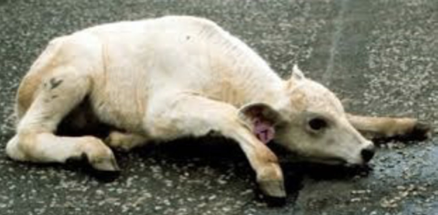 <p>Denne kalv er fundet liggende og kan ikke rejse sig. Kalven er alment vel, og TPR er normal. Den har normalt fungerende forben. Panniculus reflex er nedsat kaudalt for ca. T12. Bagbensreflekser (patella og fleksorrefleks) er normale, og der er normal haletonus. Du mistænker et traume på rygmarven. Hvor er dette højest sandsynligt lokaliseret ?</p><p>- T2-T12</p><p>- Kaudalt for T12</p><p>- Kranialt for T12</p><p>- Kaudalt for T12 og kranialt for L4</p>