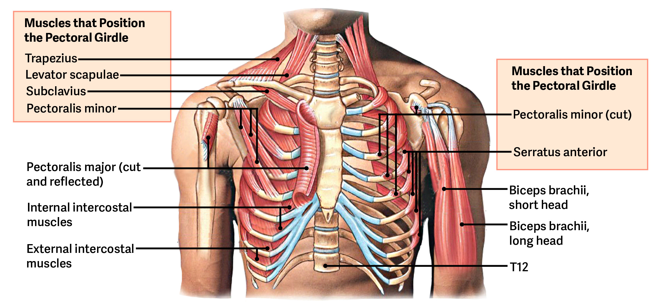 <ol start="5"><li><p>Levator scapulae**</p></li></ol><p></p>