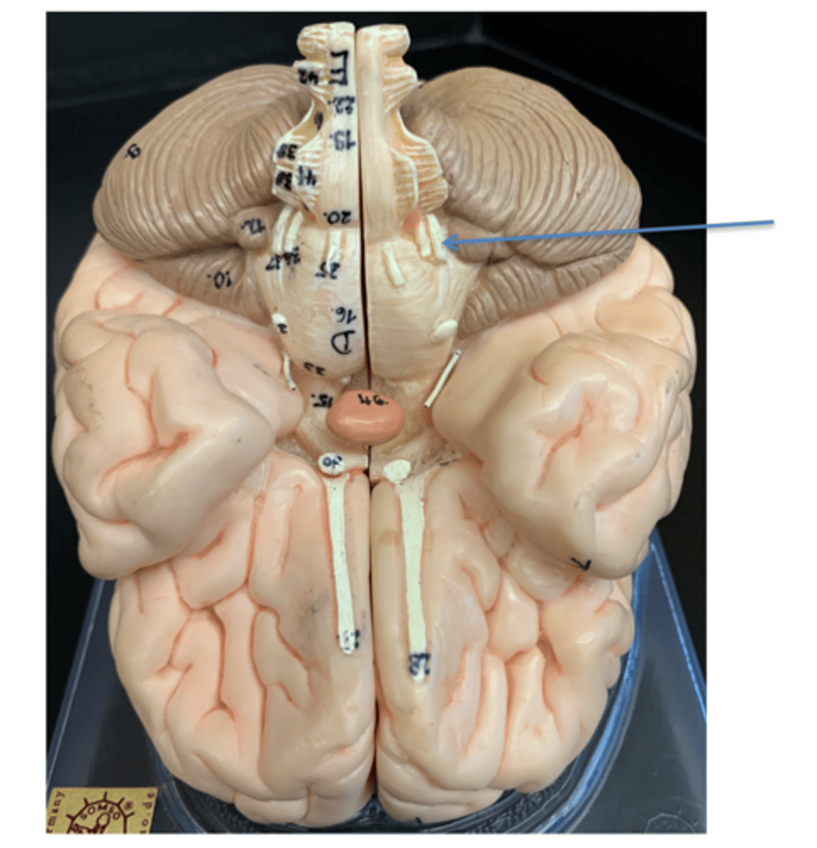 <p>Give the Cranial Nerve number, name &amp; function</p>